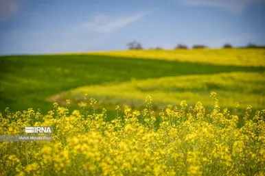 عکس‌هایی از مزارع کلزا