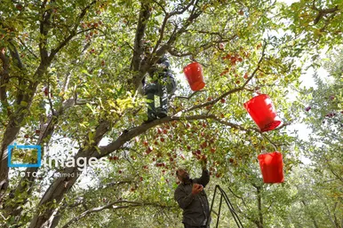 گزارش تصویری | دوازدهمین جشنواره سیب مراغه