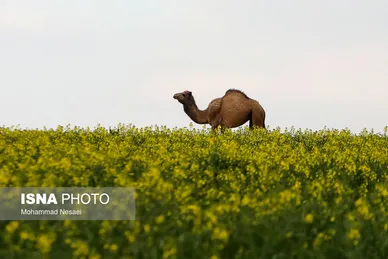 ایرانِ زیبا | «کلزای» بهاری در گلستان