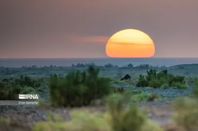 ایران زیباست | پناهگاه حیات وحش نایبندان