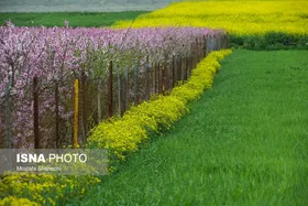 ایران زیباست | طبیعت بهاری روستاهای اطراف ساری