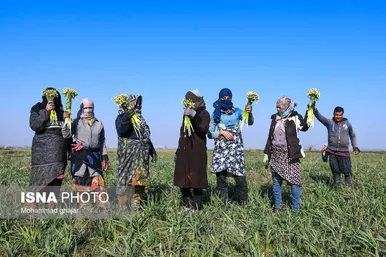 ایران زیباست | باغ گل نرگس آزادشهر - گلستان