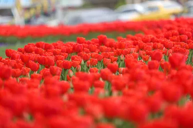رویش لاله های بهاری در مشهد
