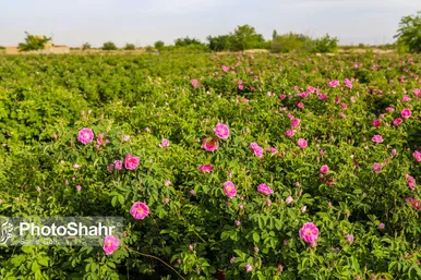 برداشت گل محمدی در روستای فرخد
