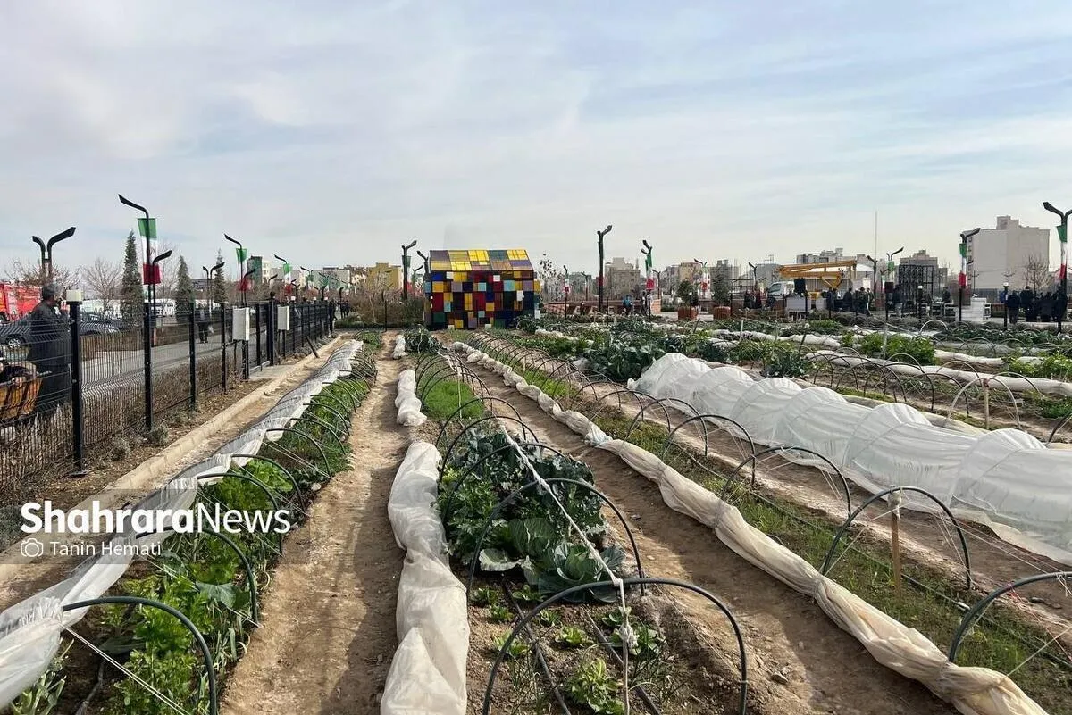ایجاد بیش از ۳۰۰ مزرعه شهری در بوستان برکت مشهد