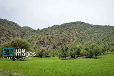 گزارش تصویری | فصل برداشت محصول عشایر بختیاری