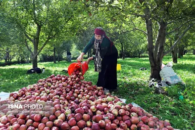 برکت خاک ایران | فصل برداشت سیب پاییزی – اهر