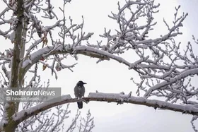 بارش باران و برف در اکثر نقاط کشور از شنبه تا سه&zwnj;شنبه (۱۶ اسفند ۱۴۰۴)