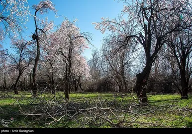 ایران زیباست | اندک اندک می‌رسد اینک بهار