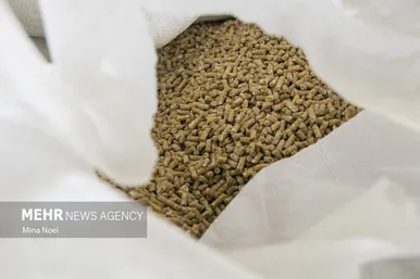 ۹ اکتبر روز جهانی تخم مرغ