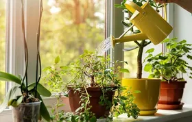 دلایل خراب شدن گیاهان آپارتمانی