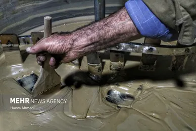 برداشت نیشکر در مازندران