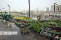 رئیس شورای اسلامی شهر مشهد: سرانه فضای سبز در مشهد، ۸ مترمربع بیشتر از متوسط نیاز شهرهاست