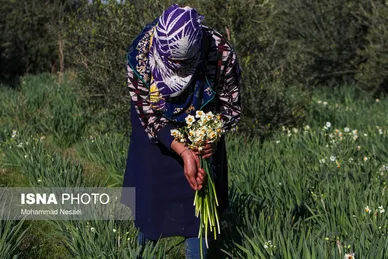 ایران زیباست | مزرعه گل نرگس - گلستان