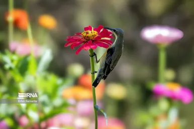 روز جهانی پرندگان مهاجر