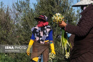 ایران زیباست | مزرعه گل نرگس - گلستان