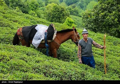ایران زیباست | برداشت چای بهاره - گیلان