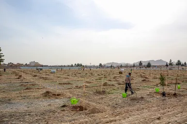 پویش سراسری درخت‌کاری