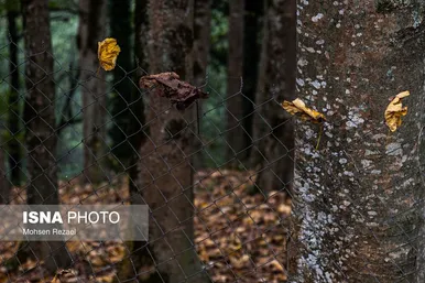گزارش تصویری | پادشاه فصل‌ها پاییز