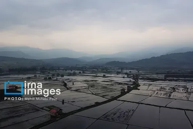 گزارش تصویری | شالیزار از بالا