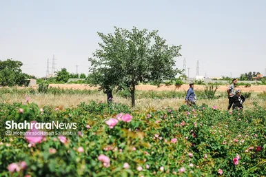 گزارش تصویری | برداشت گل محمدی از روستای فرخد «قمصر خراسان»