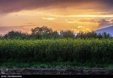 ایران زیباست | کشت کلزا در شهرستان سلسله - لرستان