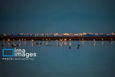 ایران زیباست | پرندگان مهاجر