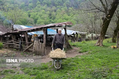 گزارش تصویری | دامداری سنتی گالش مِنزل - سوادکوه