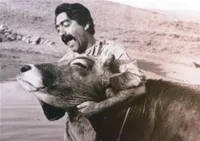 نمایش «گاو» داریوش مهرجویی در موزه سینما