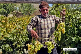رتبه دوم تولید انگور برای خراسان رضوی