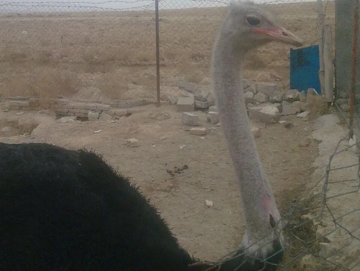 شهروند خبرنگار/ ساماندهی بازار سگ و شترمرغ