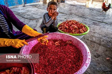 ایران زیباست | برداشت انار در لرستان