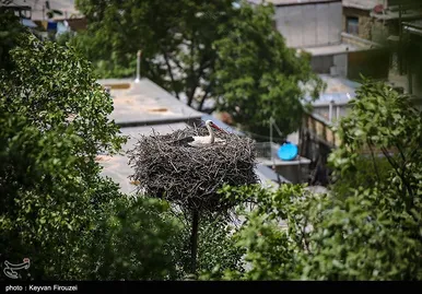 ایران زیباست | همزیستی لک‌لک‌ها و انسان در روستای دره‌تفی - مریوان