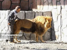 &laquo;ریشا&raquo; شیر باغ وحش مشهد تحت درمان تیم متخصص دامپزشکی قرار گرفت