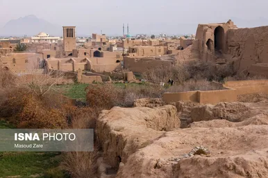ایران زیباست |  کاشت گل نرگس در یزد