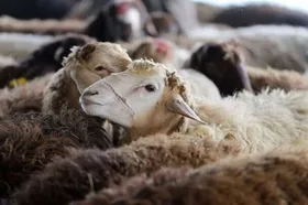 جلوگیری از قاچاق ۵۰۰ رأس گوسفند از مرز خراسان رضوی