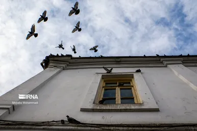 کبوترهای میدان شهرداری