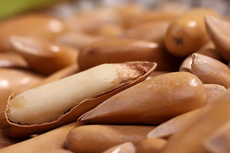 چلغوزه چیست و چه خواصی دارد؟ + عکس