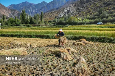 گزارش تصویری | برداشت سنتی برنج در سوادکوه