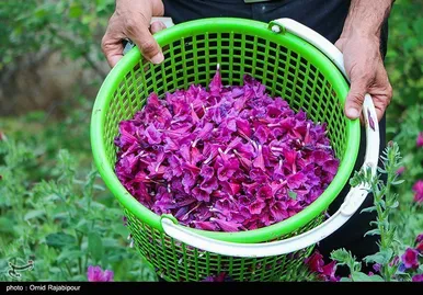 ایران زیباست | برداشت گل گاو زبان در روستای سجیران گیلان