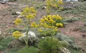 سطح زیر کشت گیا‌هان دارویی در مشهد سالیانه ۲۰ درصد توسعه پیدا می‌کند
