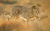 یوز نابالغ خارج از مجموعه حفاظتی توران مشاهده شد