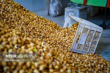 گزارش تصویری | برداشت انجیر در استهبان