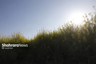 گزارش تصویری | مزارع «کلزا» در نزدیکی مشهد