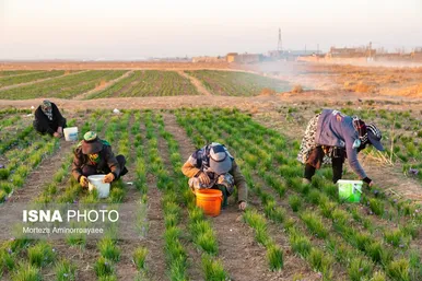 ایران زیباست | طلای سرخ نیشابور