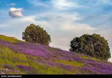 ایران زیباست | دشت گل‌های بنفش در شهرستان خرم آباد