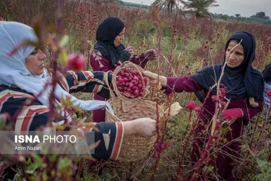 ایران زیباست | برداشت چای ترش