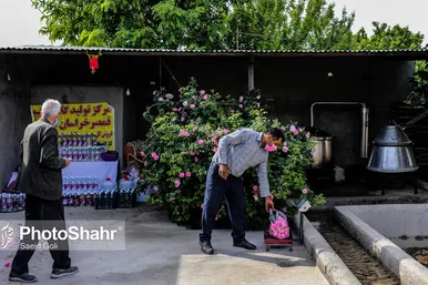 برداشت گل محمدی در روستای فرخد