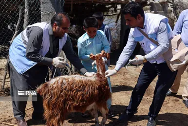 واکسیناسیون دام در مناطق سیل زده