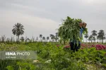 مزرعه گل شب‌بو در شهرستان حمیدیه